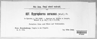 Hygrocybe ceracea image